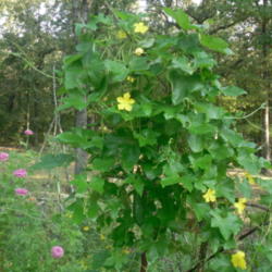 Location: Northeastern, Texas
Date: September 2010
Vines growing up the homeade tripod - blooms and if you look clos