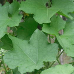 Location: Northeastern, Texas
Date: September 2010
Leaves and buds