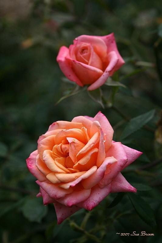 Photo of Rose (Rosa 'Sweet Revenge') uploaded by Calif_Sue
