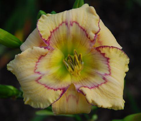 Photo of Daylily (Hemerocallis 'Marseilles Watercolor') uploaded by Calif_Sue