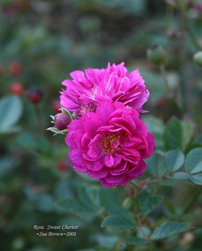 Photo of Rose (Rosa 'Sweet Chariot') uploaded by Calif_Sue
