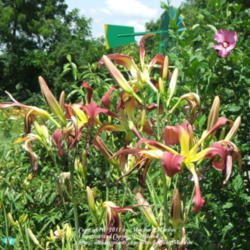 Location: Valley of the Daylilies in Lebanon, OH. Home of Dan (the hybridizer) and Jackie Bachman
Date: 2006-07-06
This one is my namesake and I love it!  Lots of buds!