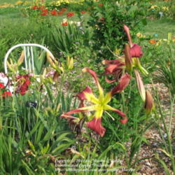 Location: Valley of the Daylilies in Lebanon, OH. Home of Dan (the hybridizer) and Jackie Bachman
Date: 2005-07-07