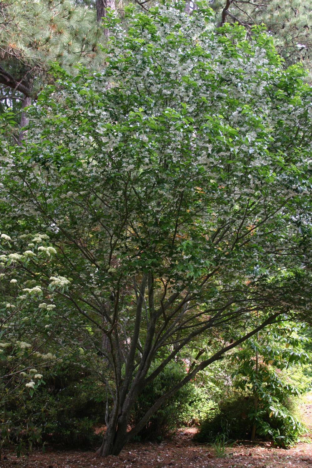 Photo of Snowbell (Styrax japonicus) uploaded by dave