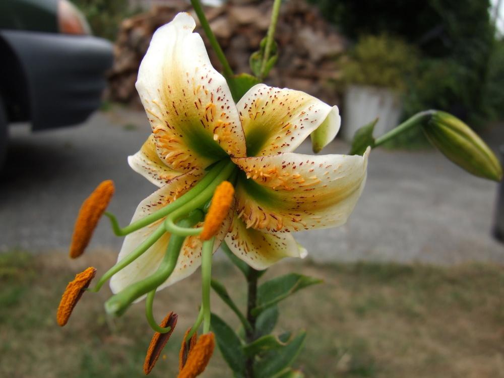 Photo of Lily (Lilium 'Madame Butterfly') uploaded by mnorberry