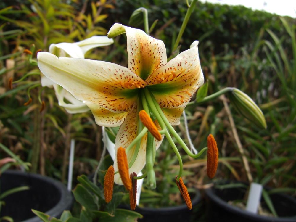 Photo of Lily (Lilium 'Madame Butterfly') uploaded by mnorberry