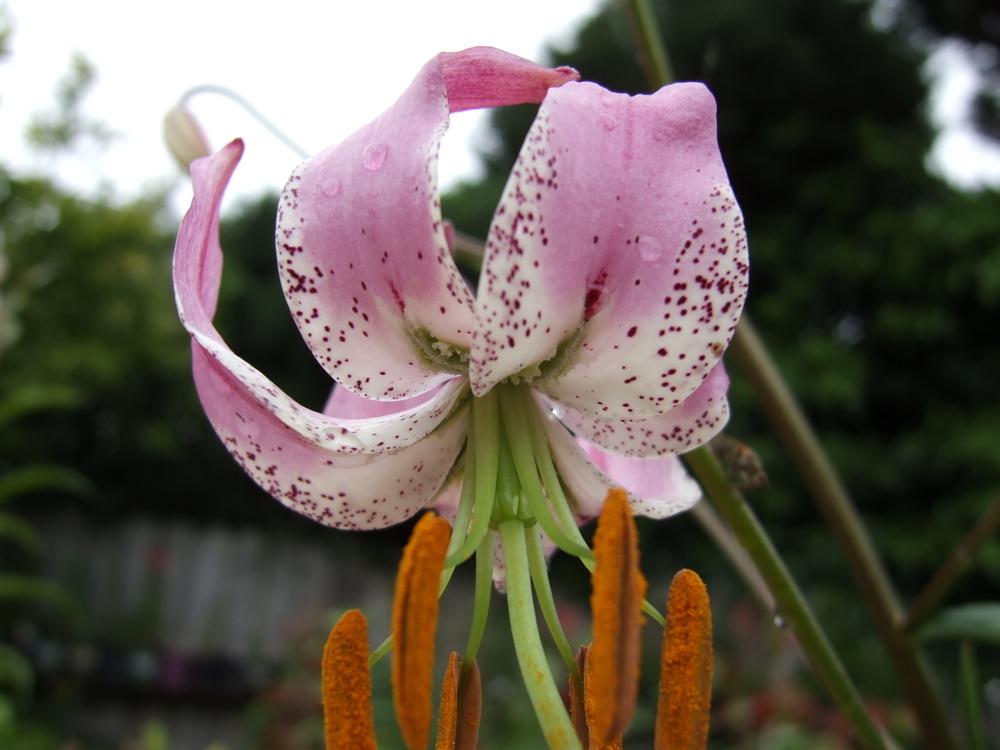 Photo of Lily (Lilium lankongense) uploaded by mnorberry