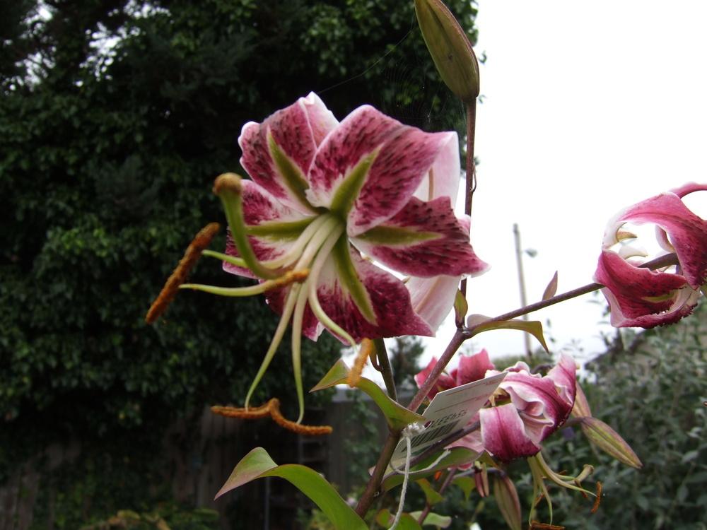 Photo of Lily (Lilium 'Scarlet Delight') uploaded by mnorberry