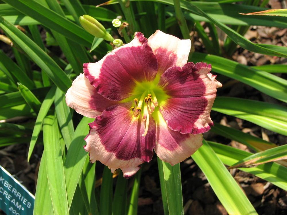 Photo of Daylily (Hemerocallis 'Blackberries and Cream') uploaded by tink3472