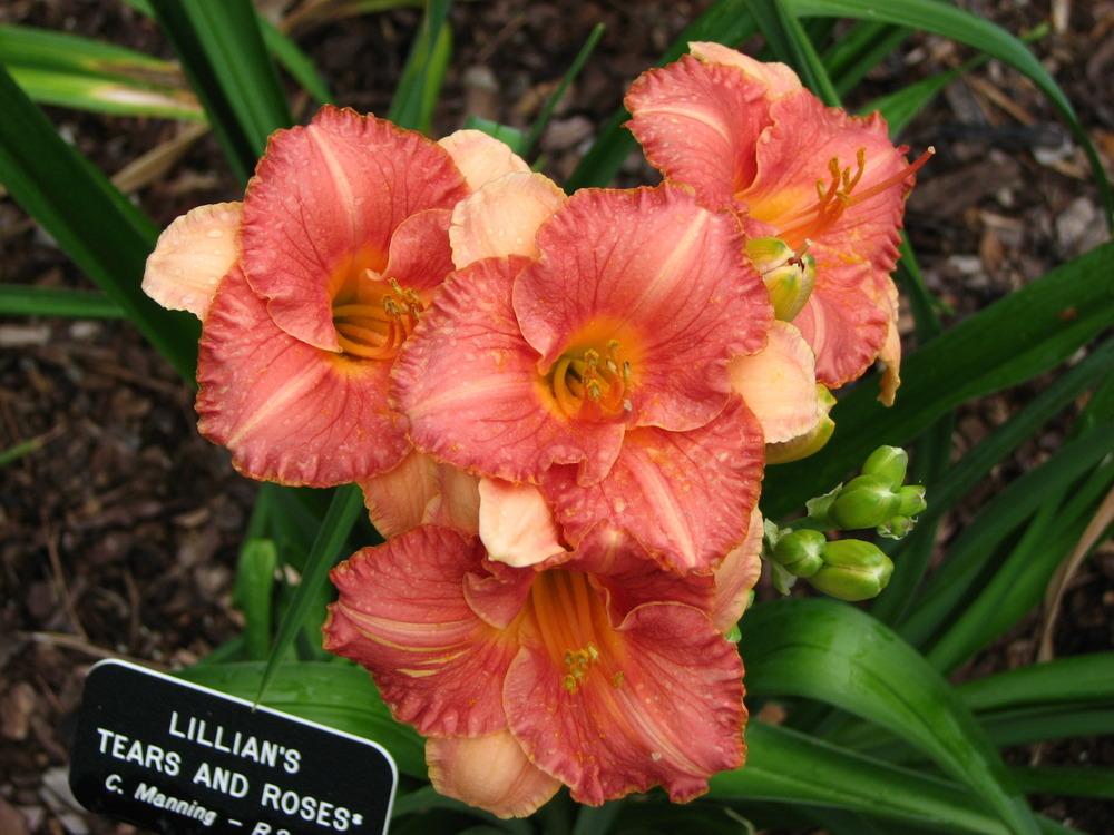 Photo of Daylily (Hemerocallis 'Lillian's Tears and Roses') uploaded by tink3472