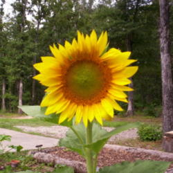 Location: Northeastern, Texas
Date: July, 2009
sturdy sunflower towers over the garden