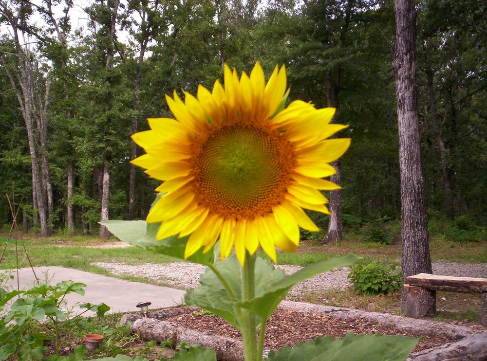 Photo of Sunflower (Helianthus annuus 'Mammoth Russian') uploaded by wildflowers