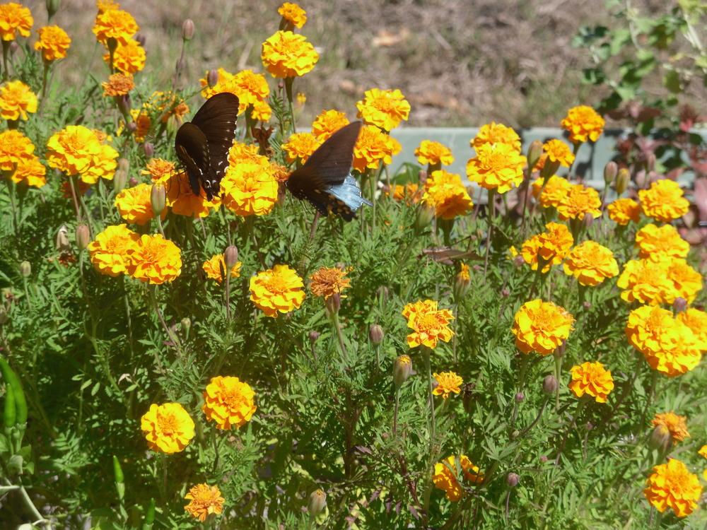 Photo of African Marigold (Tagetes erecta) uploaded by wildflowers
