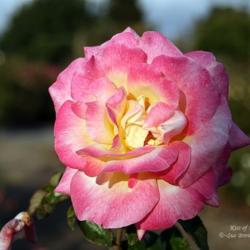 Location: San Jose Heritage Rose Garden
Date: 2008-11-04