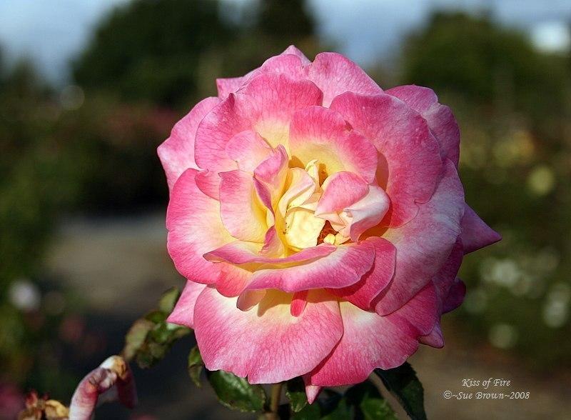 Photo of Rose (Rosa 'Kiss of Fire') uploaded by Calif_Sue
