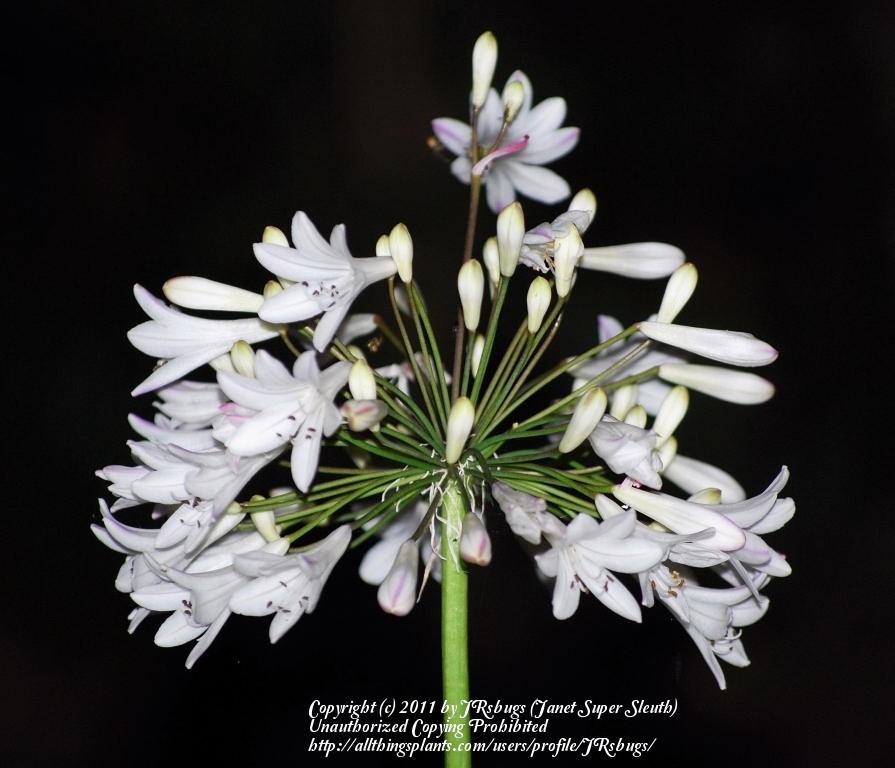 Photo of African Lily (Agapanthus 'Glacier Stream') uploaded by JRsbugs
