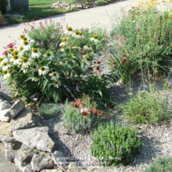 Location: My garden in Kentucky
Date: 2007-07-16
Taken in the morning