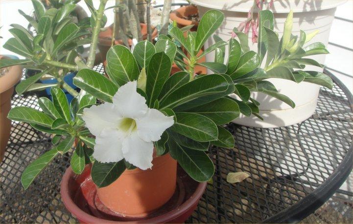 Photo of Desert Rose (Adenium obesum) uploaded by kareoke