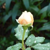 love this rose