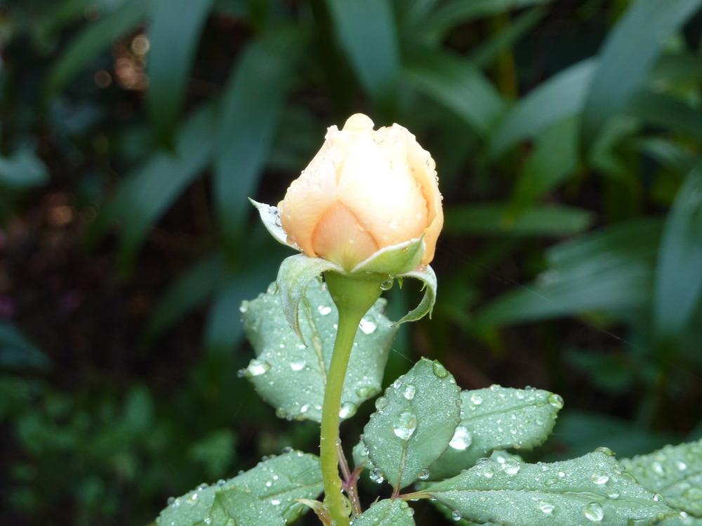 Photo of English Shrub Rose (Rosa 'Crown Princess Margareta') uploaded by sandnsea2