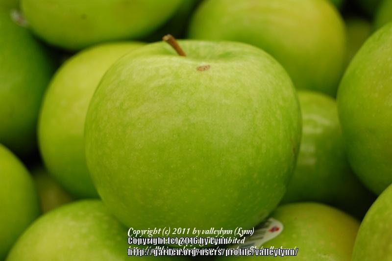 Photo of Apple (Malus domestica 'Granny Smith') uploaded by valleylynn