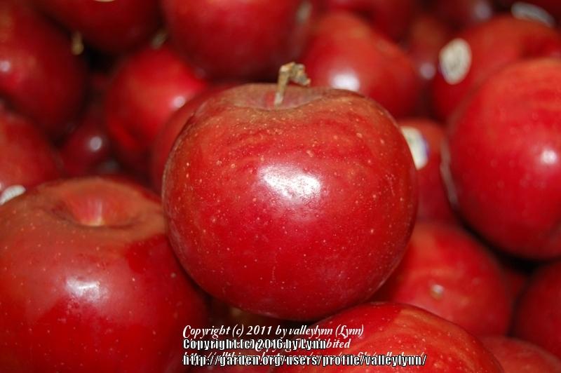 Photo of Apple (Malus domestica 'Red Rome') uploaded by valleylynn