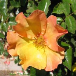 Location: San Jose Heritage Rose Garden
Date: 2007-07-03