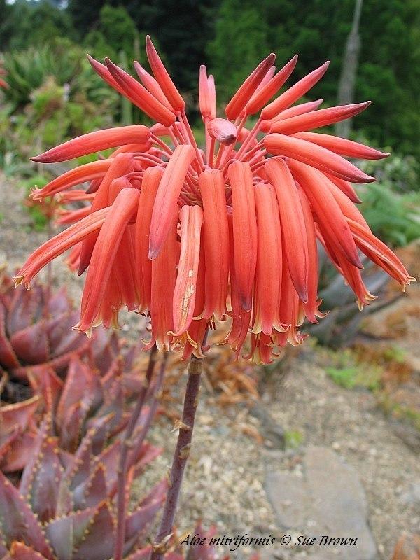 Photo of Mitre Aloe (Aloe perfoliata) uploaded by Calif_Sue