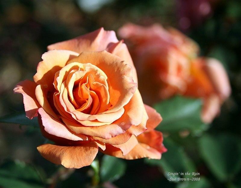 Photo of Floribunda Rose (Rosa 'Singin' in the Rain') uploaded by Calif_Sue