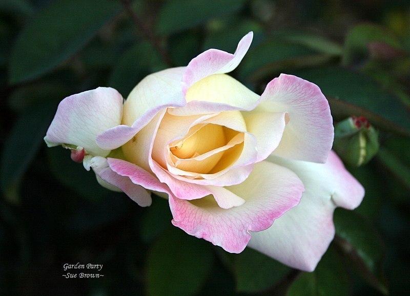 Photo of Hybrid Tea Rose (Rosa 'Garden Party') uploaded by Calif_Sue