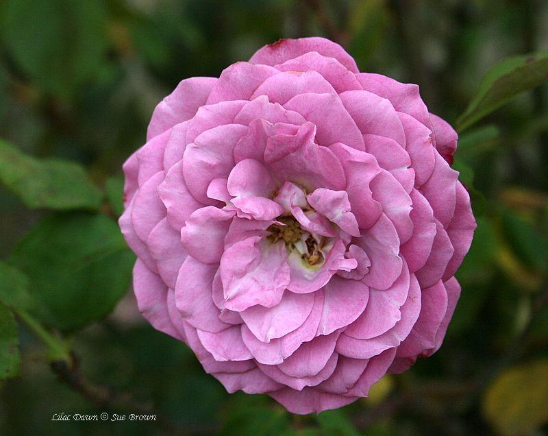 Photo of Rose (Rosa 'Lilac Dawn') uploaded by Calif_Sue