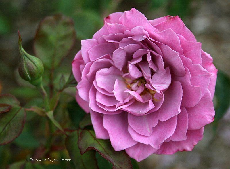 Photo of Rose (Rosa 'Lilac Dawn') uploaded by Calif_Sue