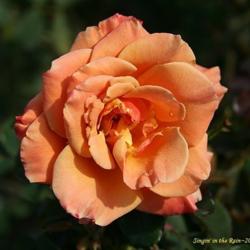 Location: San Jose Heritage Rose Garden
Date: 2007-11-12