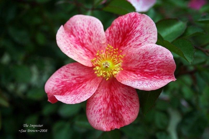 Photo of Rose (Rosa 'The Imposter') uploaded by Calif_Sue