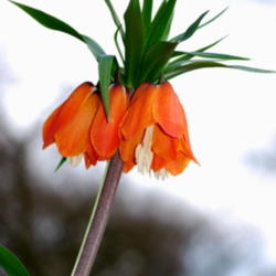 Location: My garden near Lincoln UK
Date: 2008-03-23
Spring flowering, easy kept in a cold greenhouse over winter if w