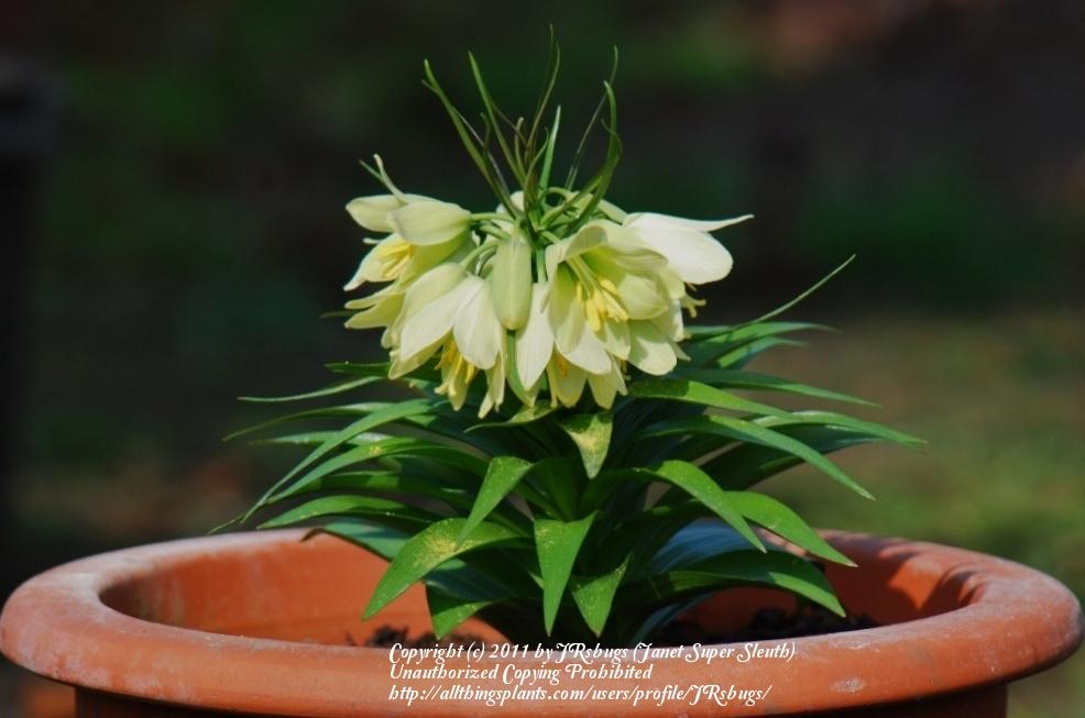 Photo of Fritillary (Fritillaria raddeana) uploaded by JRsbugs