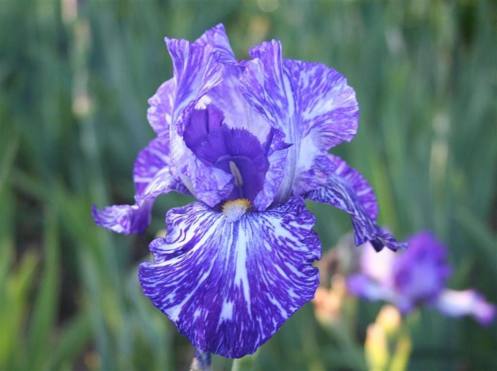 Photo of Border Bearded Iris (Iris 'Batik') uploaded by KentPfeiffer