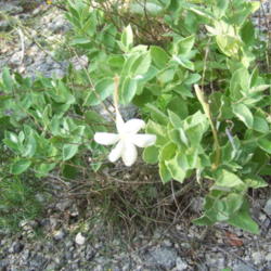 Location: Medina Co., Texas
Date: June 2007
Flor de San Juan, growing wild