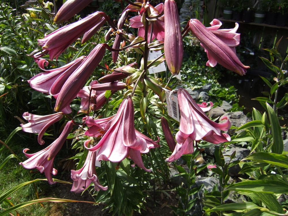 Photo of Lily (Lilium Pink Perfection) uploaded by mnorberry