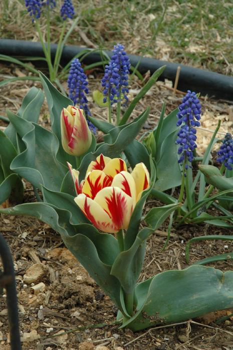 Photo of Triumph Tulip (Tulipa 'Grand Perfection') uploaded by sheryl