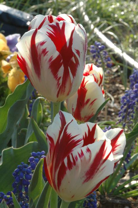 Photo of Triumph Tulip (Tulipa 'Grand Perfection') uploaded by sheryl