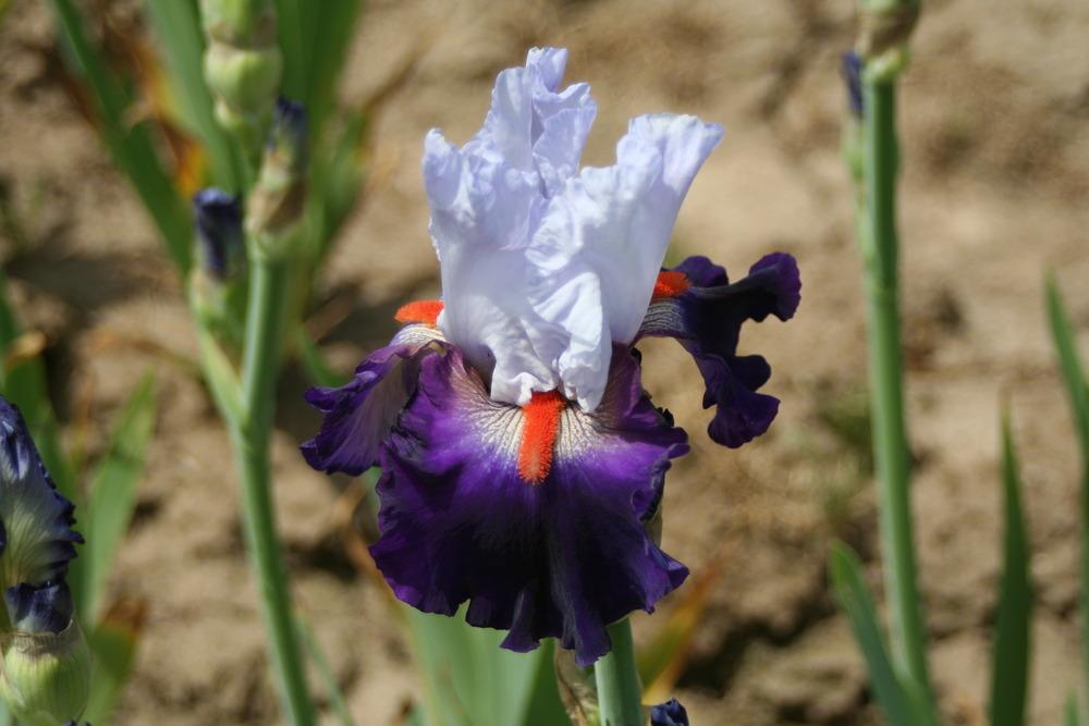Photo of Tall Bearded Iris (Iris 'Team Spirit') uploaded by ARUBA1334
