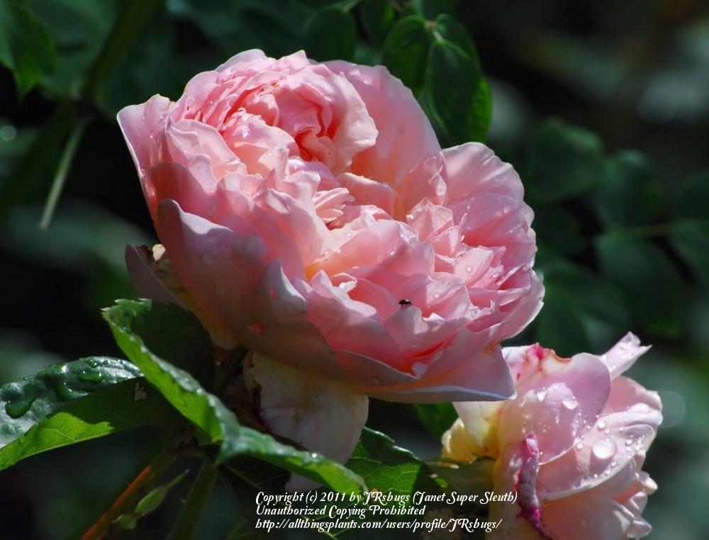 Photo of English Shrub Rose (Rosa 'Evelyn') uploaded by JRsbugs