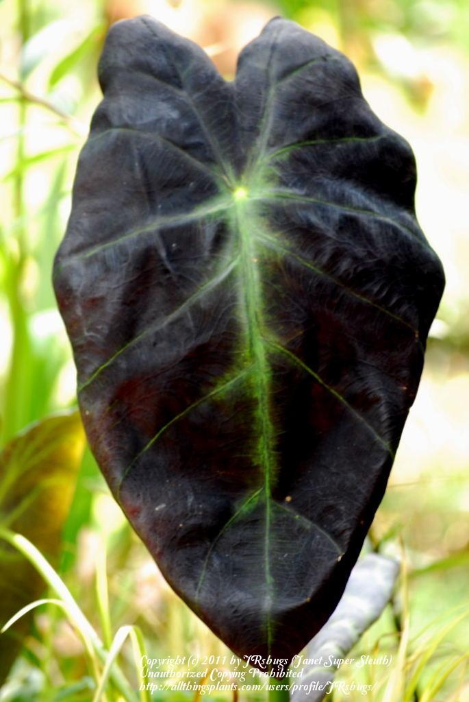 Photo of Imperial Taro (Colocasia esculenta 'Illustris') uploaded by JRsbugs