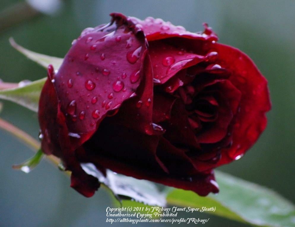Photo of Rose (Rosa 'Guinee') uploaded by JRsbugs