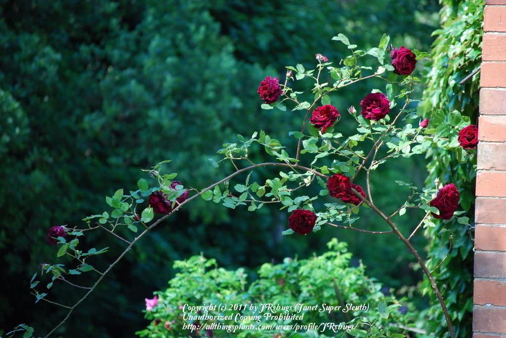 Photo of Rose (Rosa 'Guinee') uploaded by JRsbugs