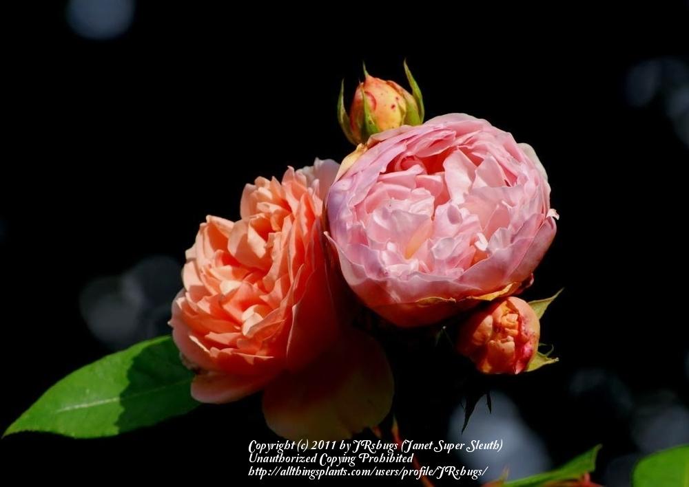 Photo of English Shrub Rose (Rosa 'Evelyn') uploaded by JRsbugs