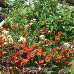 Location: My garden in Kentucky
Date: 2007-07-31