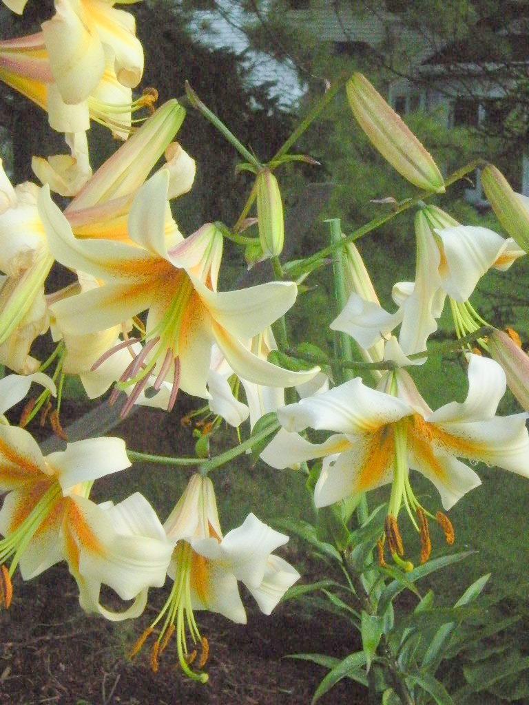 Photo of Lily (Lilium x kewense 'White Henryi') uploaded by ge1836