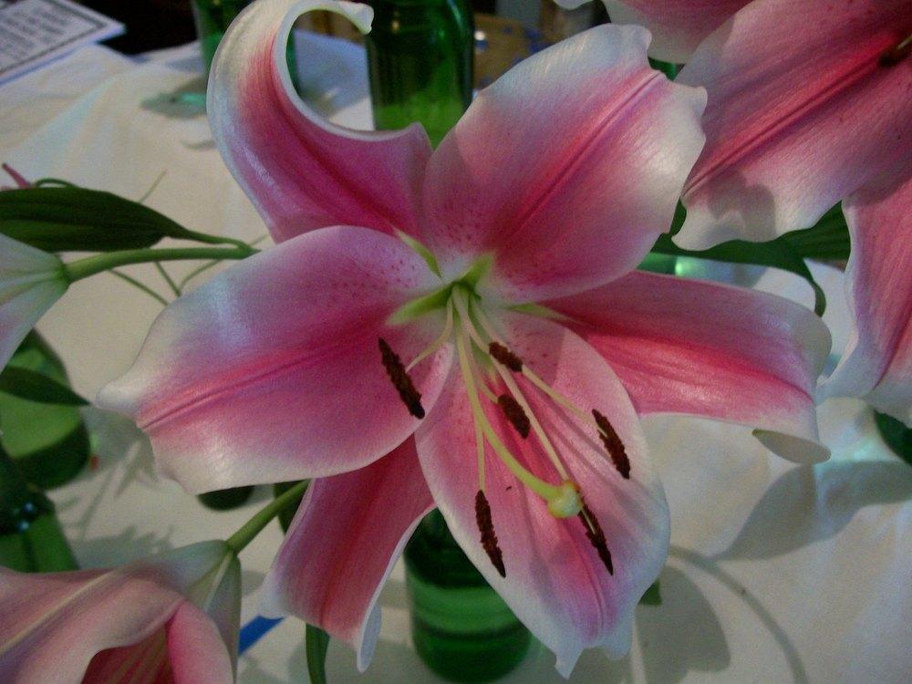 Photo of Lily (Lilium 'Pink Brilliant') uploaded by gwhizz